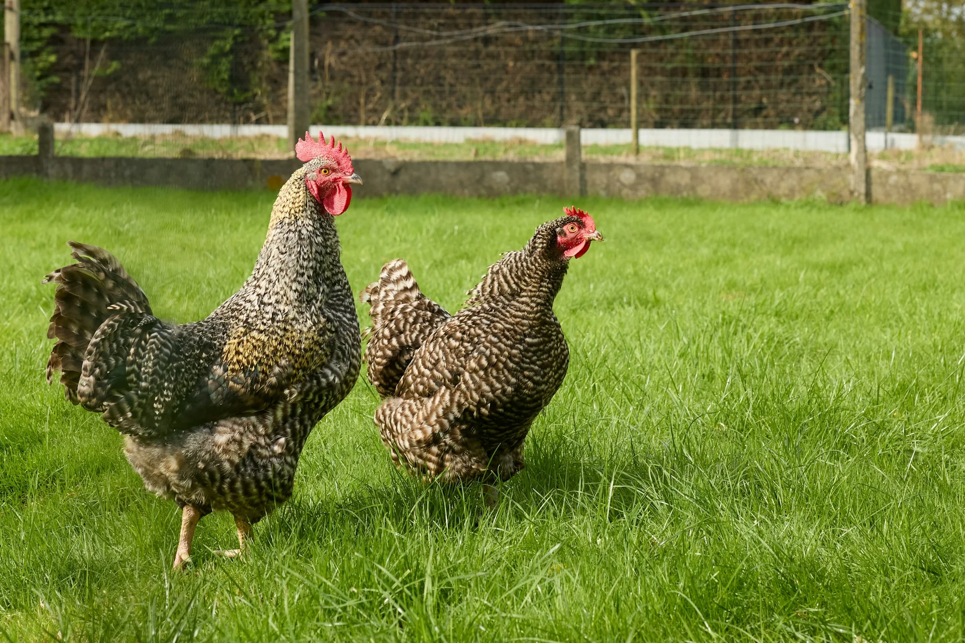 動物福利雞舍中母雞自由活動，平飼系統產的雞蛋品質與一般籠養差別