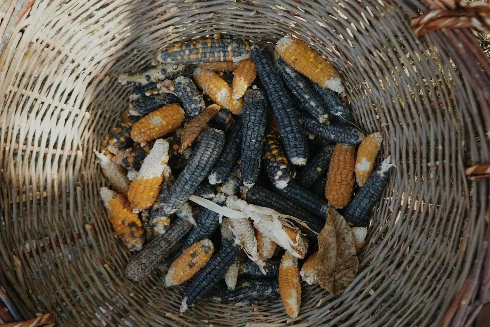 籃子裡各種顏色的玉米，糯玉米常見白色、紫色與白紫雙色品種