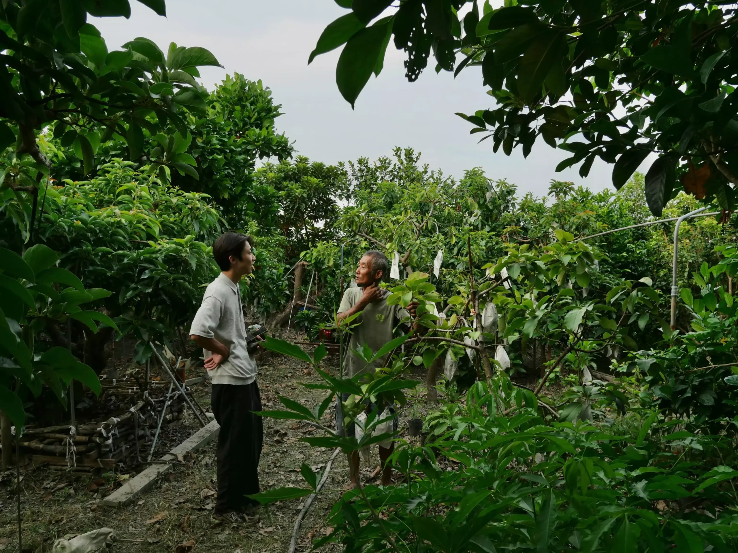 彰化埤頭吳明田果園裡枝葉就地堆置的枝葉園圃現場,果樹周圍鋪著枯枝落葉