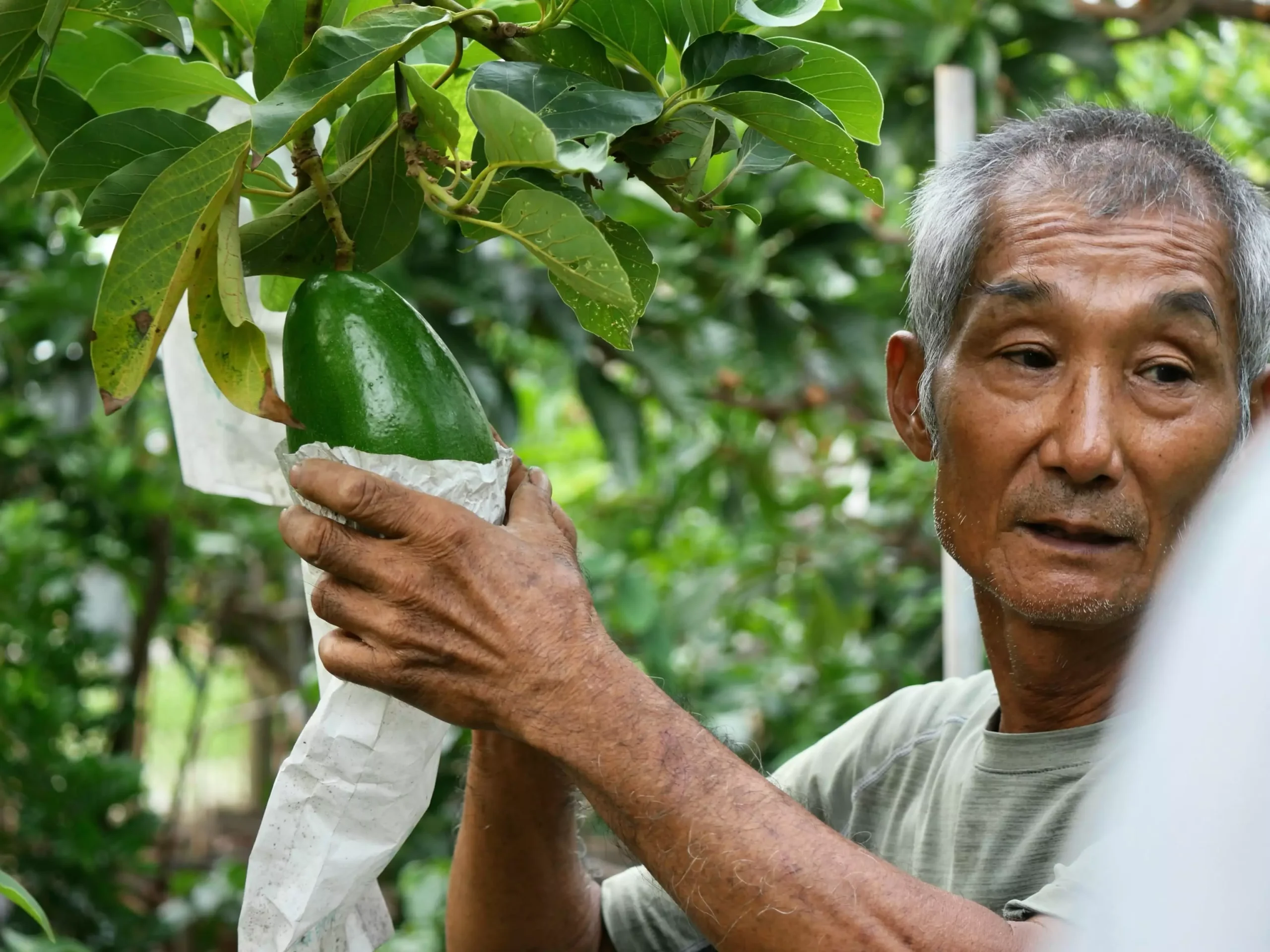 吳明田在果園裡手扶紙袋,露出一顆快要成熟的紅心圓酪梨