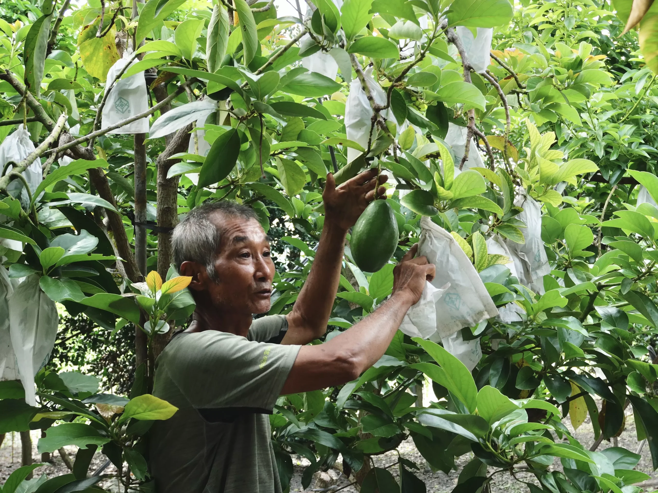 吳明田在彰化埤頭的有機果園裡整理酪梨套袋