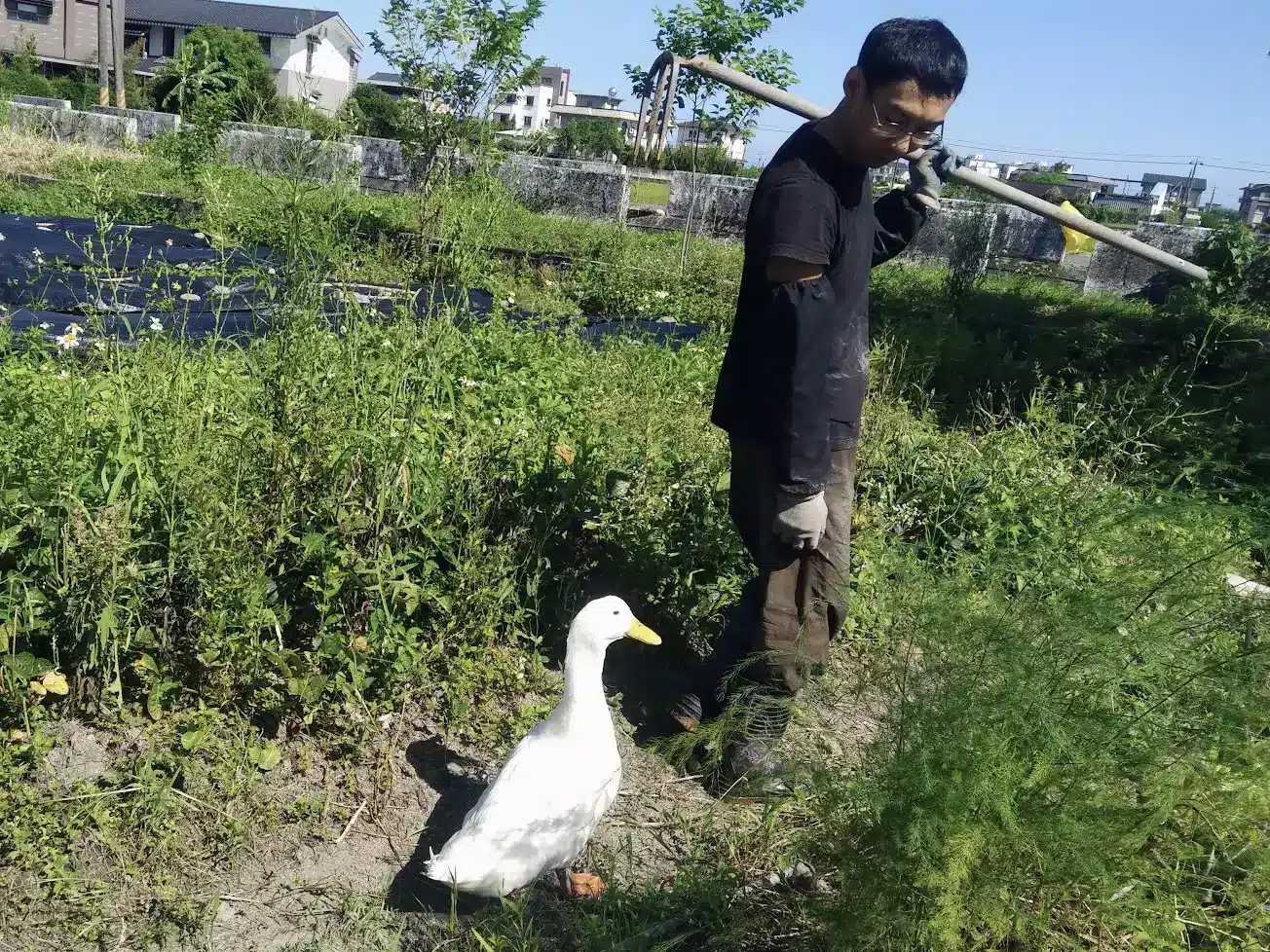幸延的放牧雞舍，雞群自由走跳