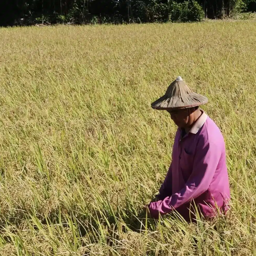 均采農場友善耕作種植三種米種