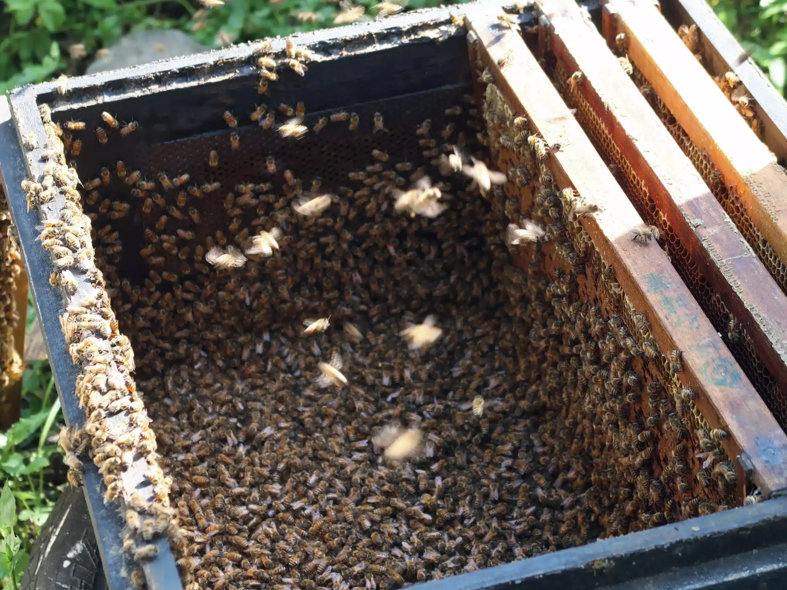 安安農場以無毒草生栽培種植果樹，蜜蜂可採柚子花蜜