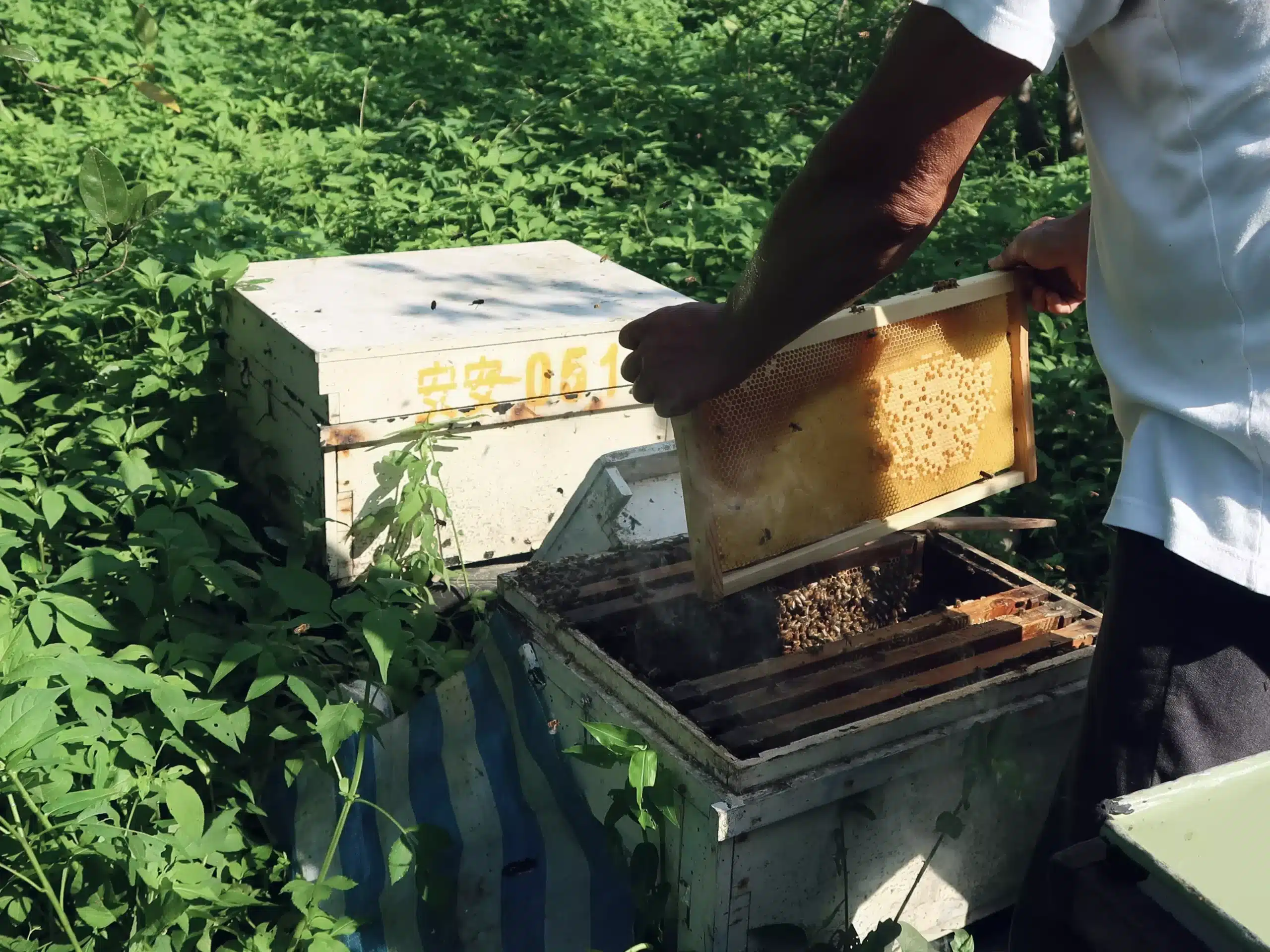 安安農場感恩珍惜每一滴得來不易的蜂蜜