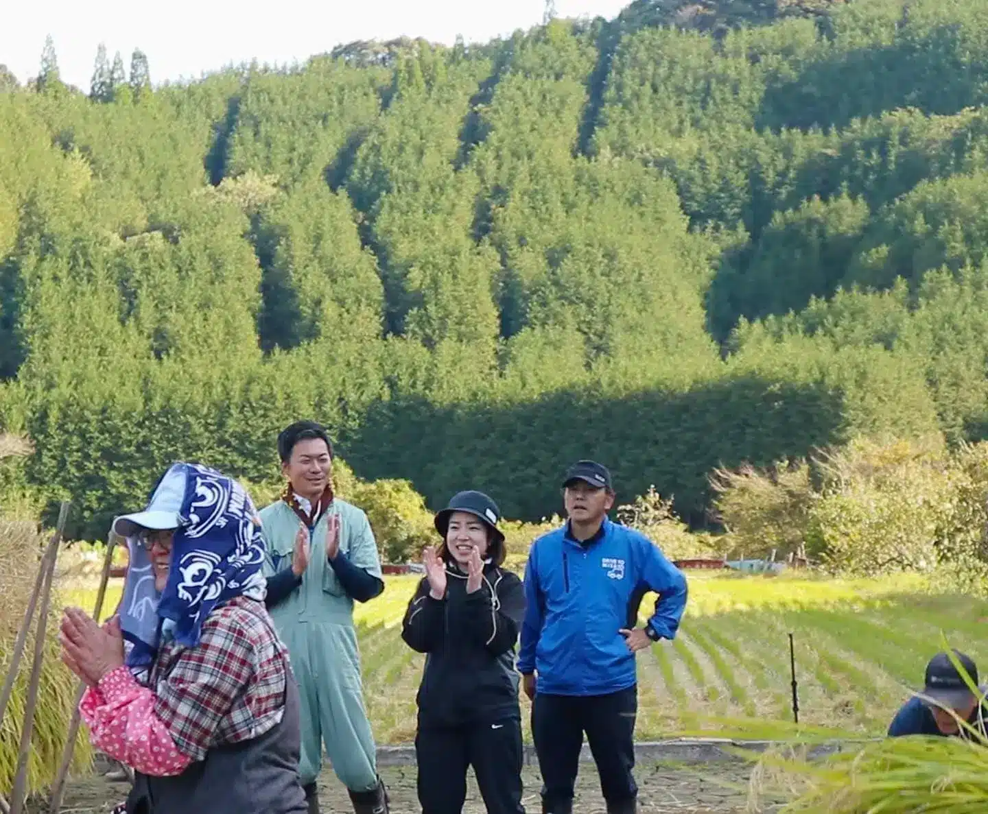 把綁好的稻子倒掛於竹竿上