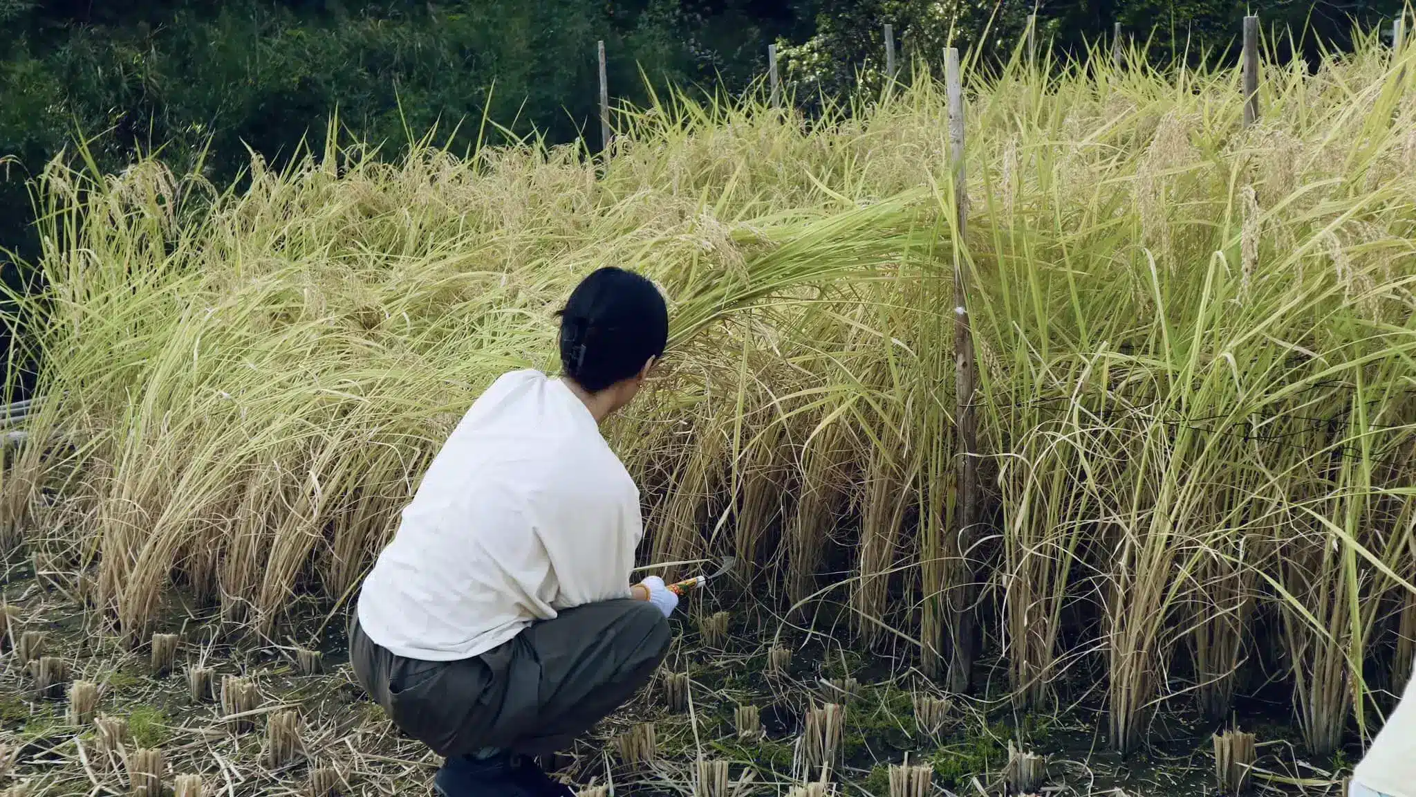 年長女性認真地綁著稻子