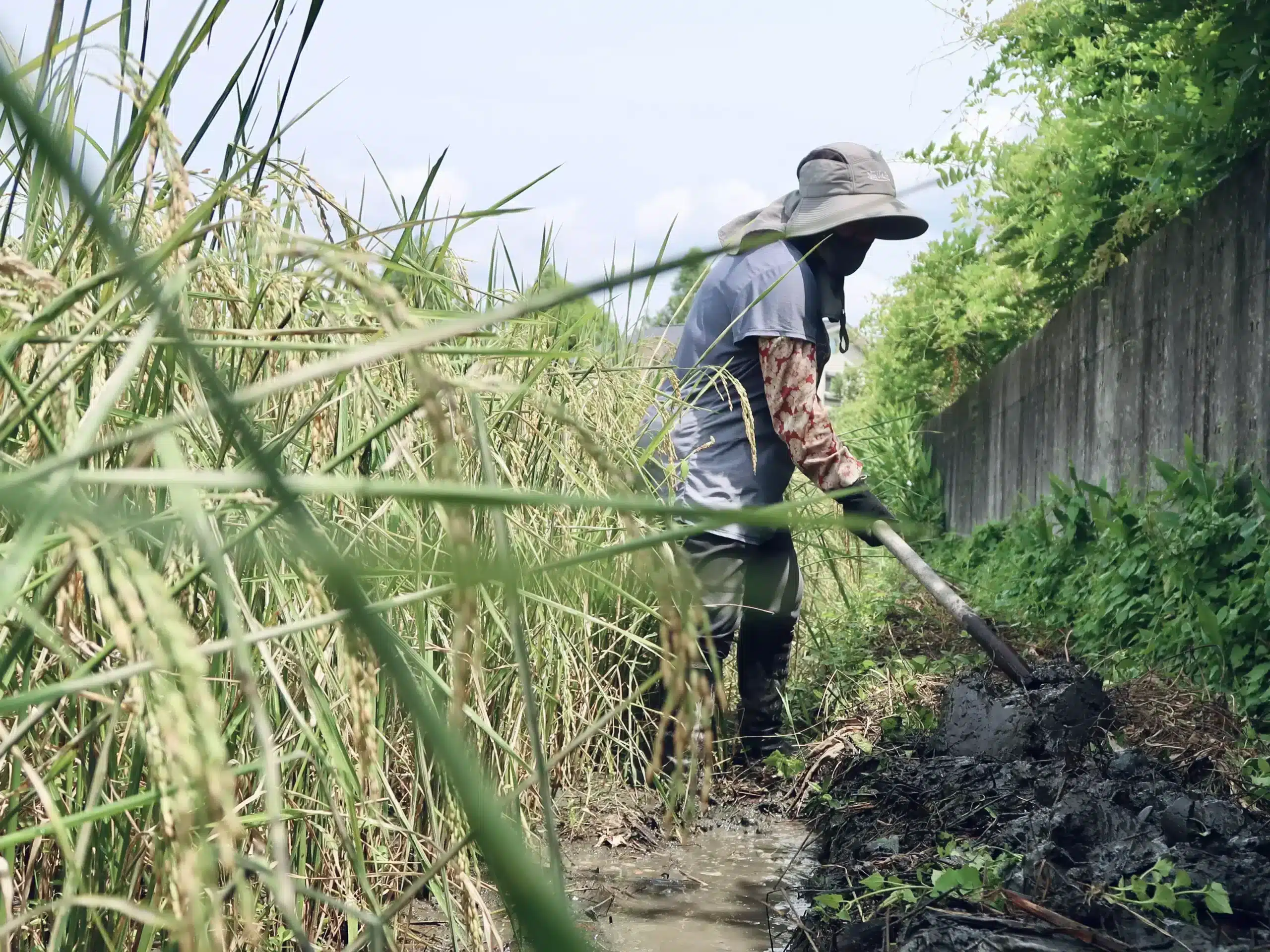 小鶹保留田邊植物，讓鳥類有地方遮蔽