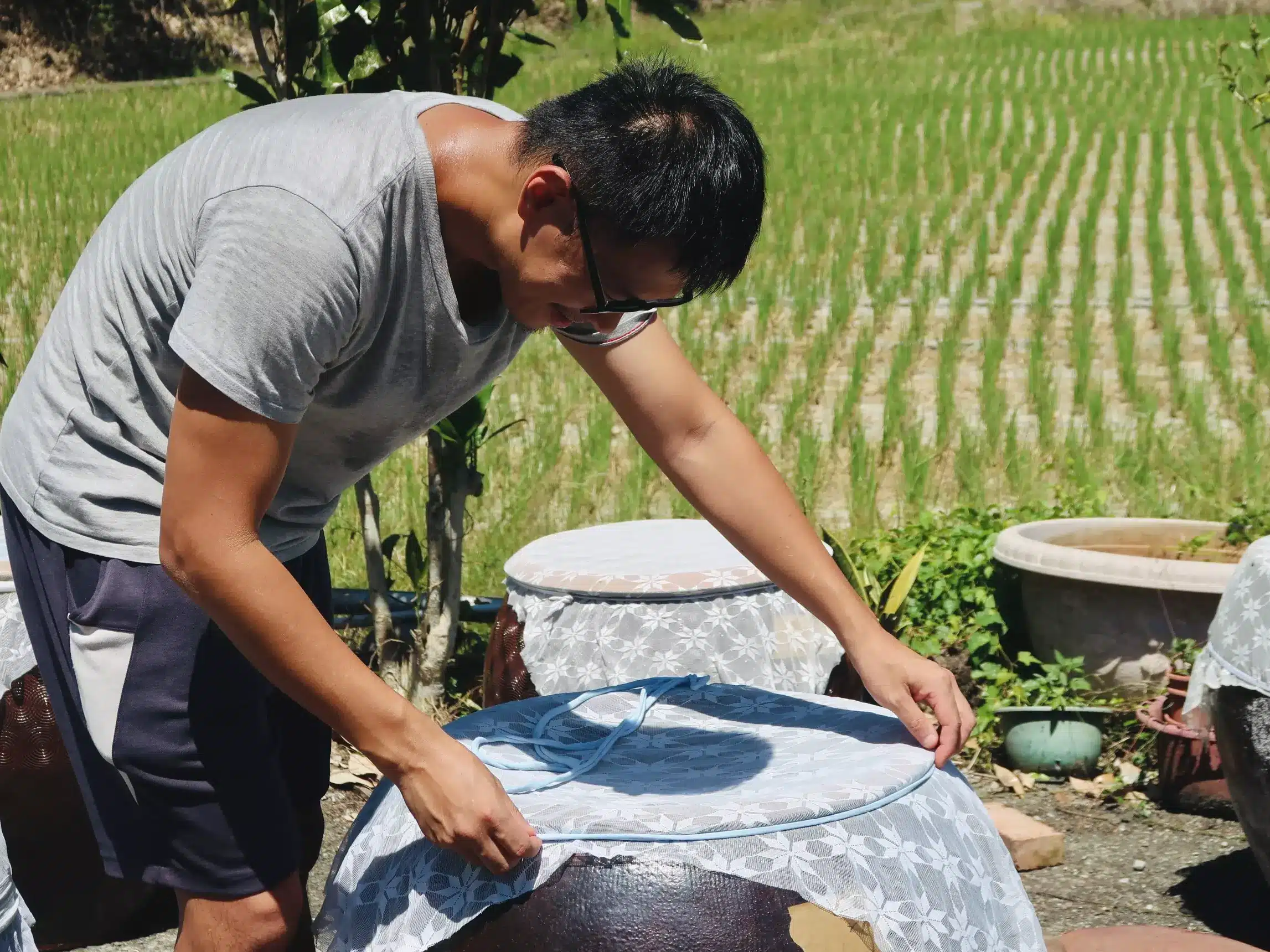 稻田旁替曬醬陶甕蓋上紗布,水式後熟醬油在陽光下熟成