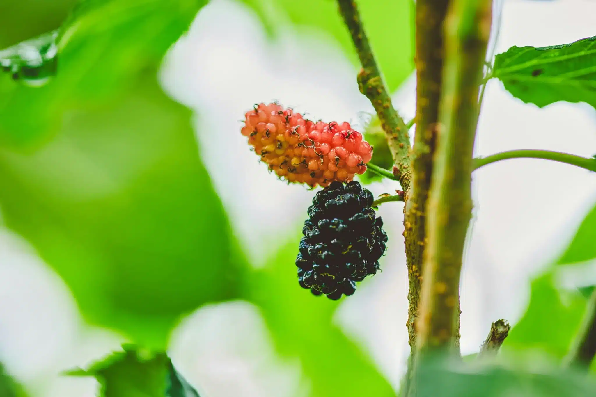 枝頭上新鮮的桑椹，紫黑色果實是台灣常見、富含花青素的在地水果