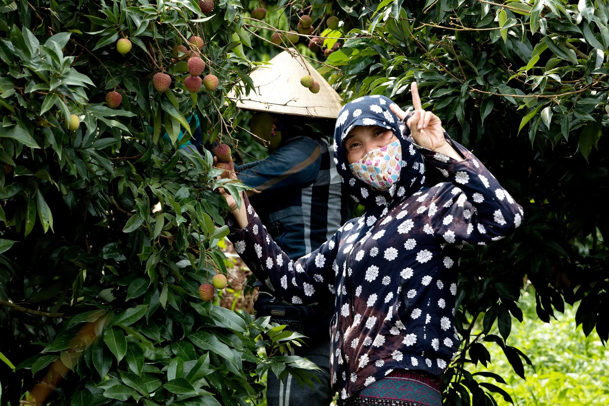 高雄大樹玉荷包果園農友每日採收日常