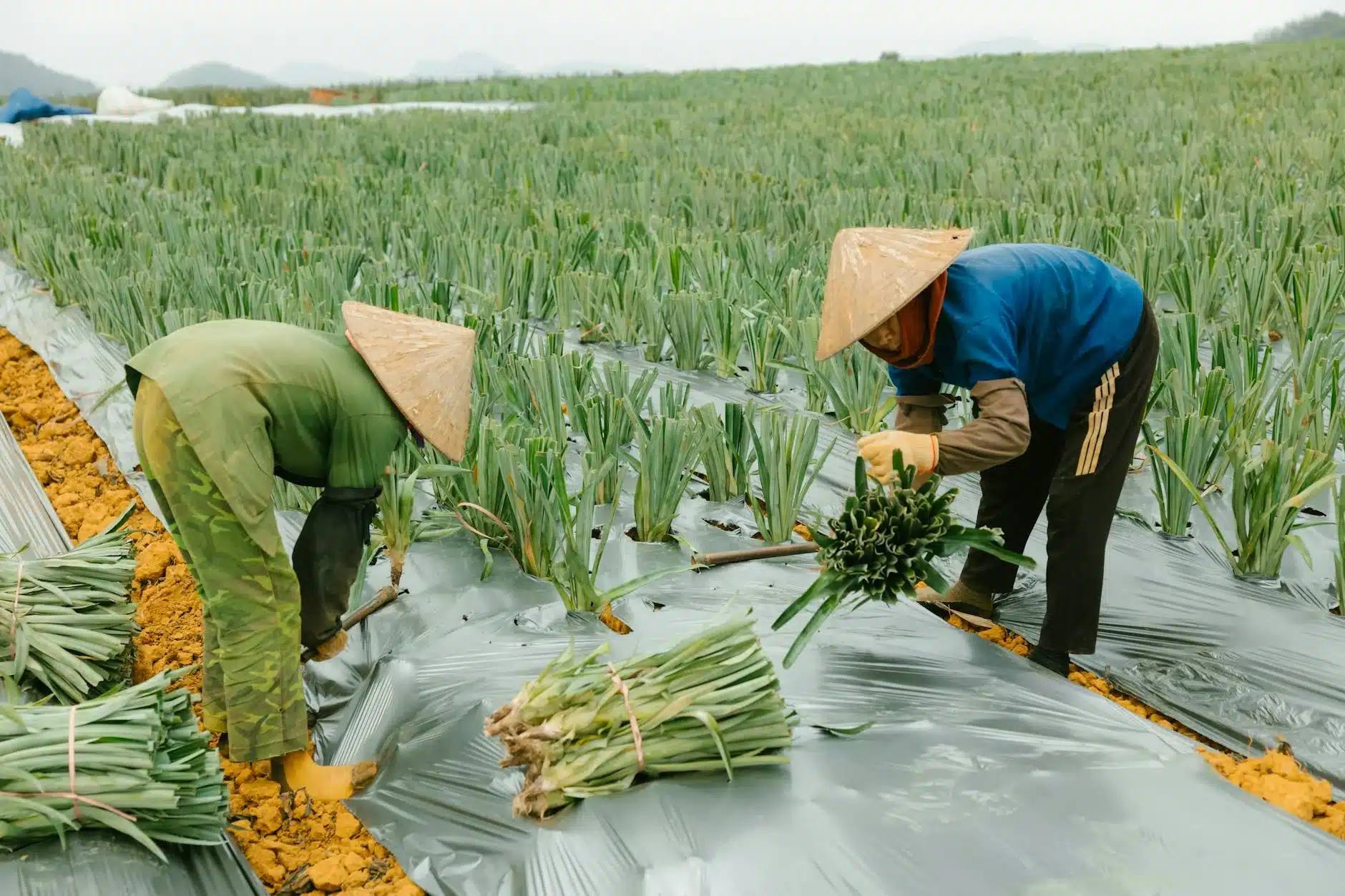 兩位農友戴著斗笠在田裡採收蔬菜，產銷履歷會完整記錄每一筆生產過程