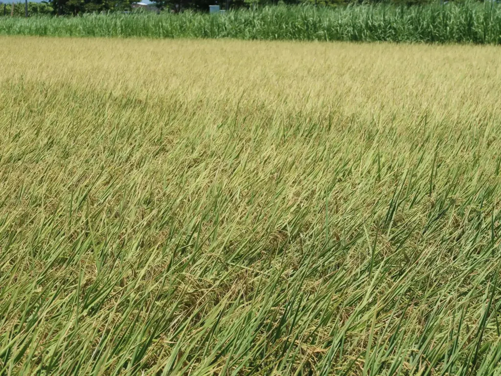 哲安透過保護水田營造棲地來保育水鳥