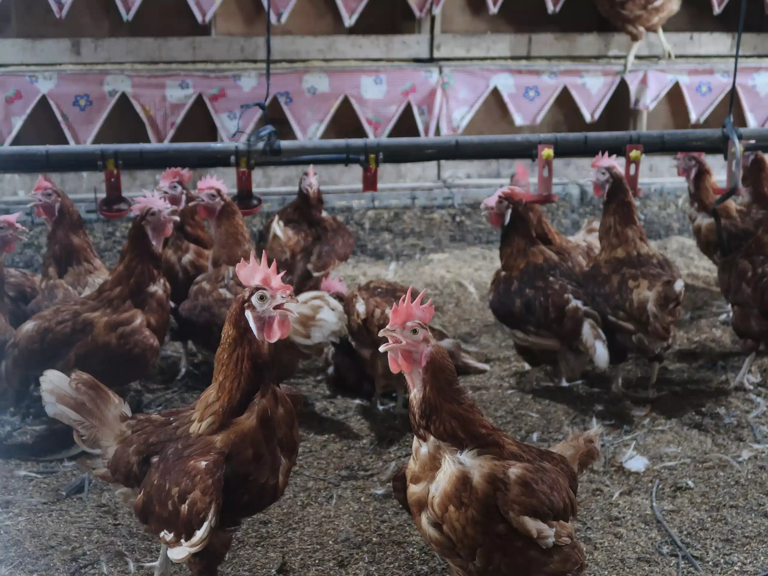 立鋒牧場平飼母雞自由地飛上跑下
