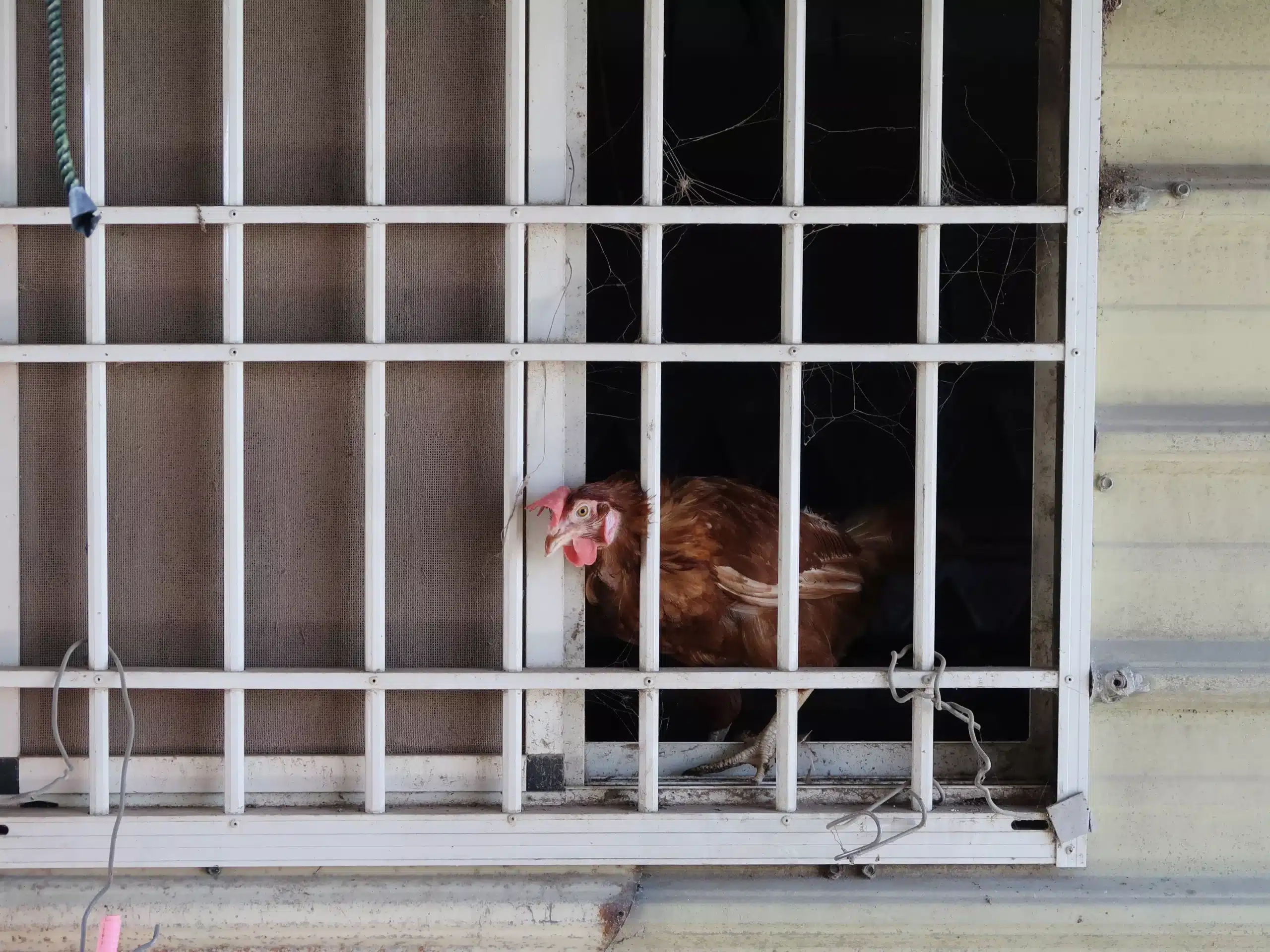 阿立取得平飼雞場逐步實現循環農業