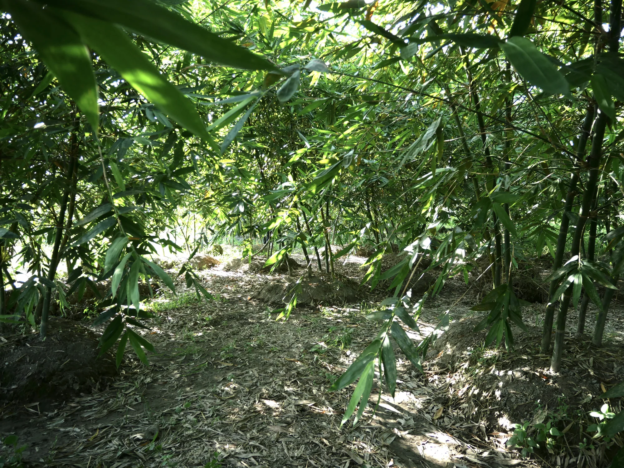 員山吳漢鐘的綠竹筍田,比人還高的竹欉與整理過的畦地