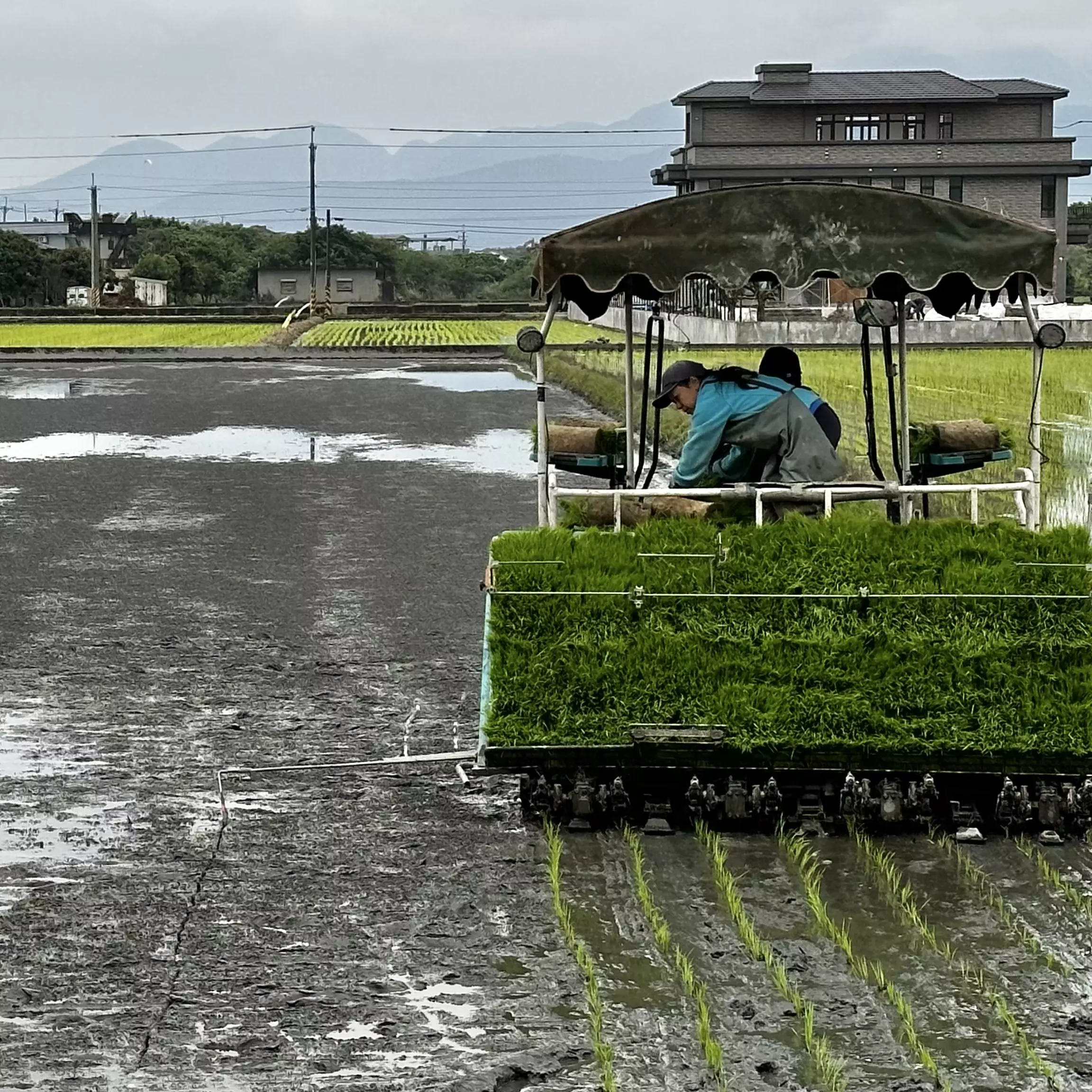 插秧機在水田裡穿梭