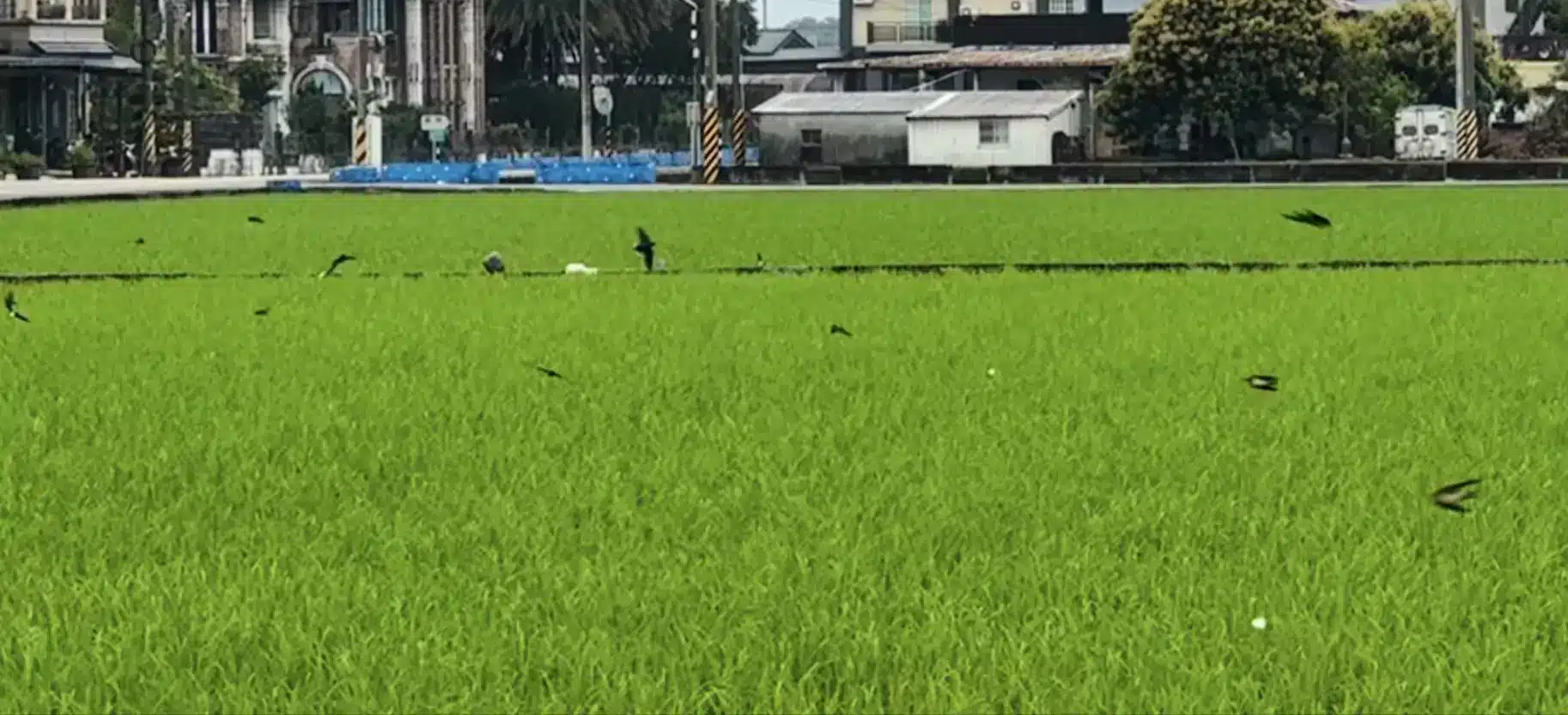 田地上盤旋飛翔的鳥群