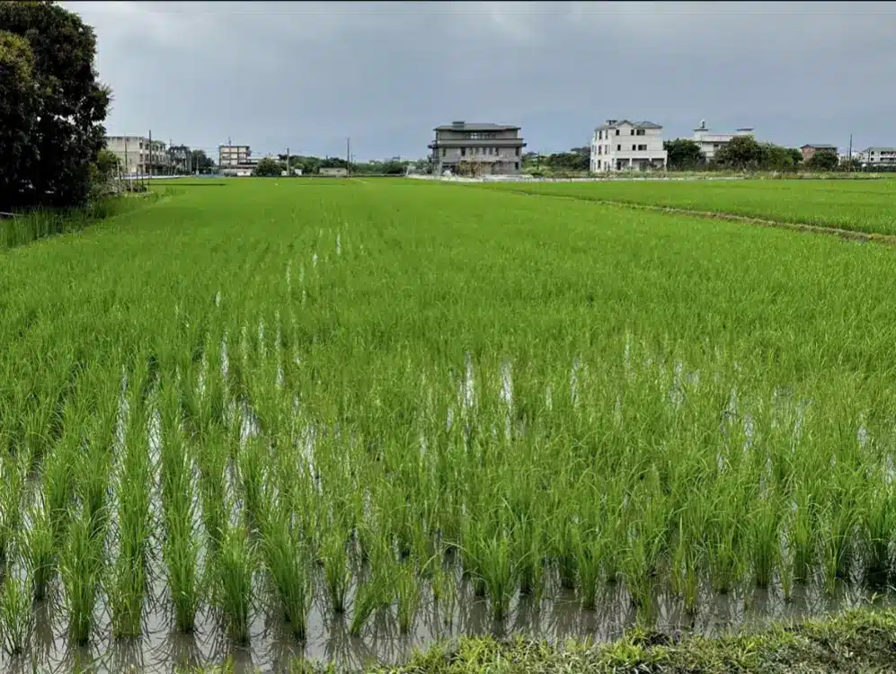 除草後田裡浮現的清晰線條