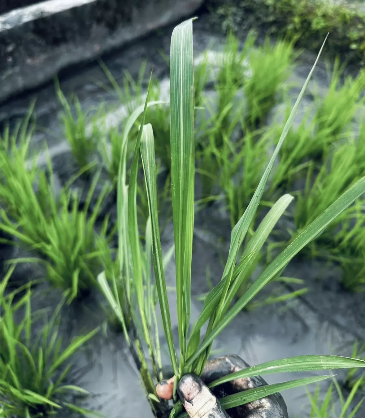 手裡比對稗草與水稻