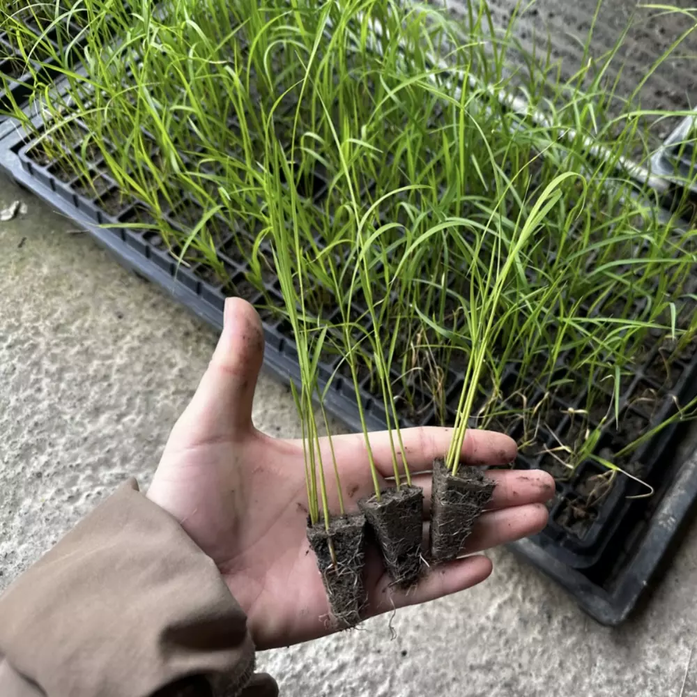 育苗箱中茂盛的秧苗
