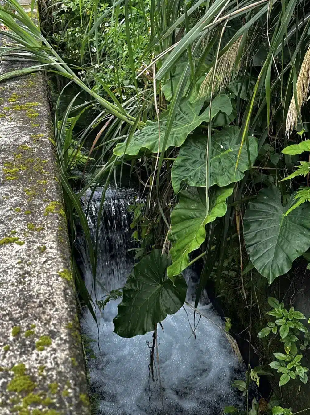 深溝地區的湧泉水源