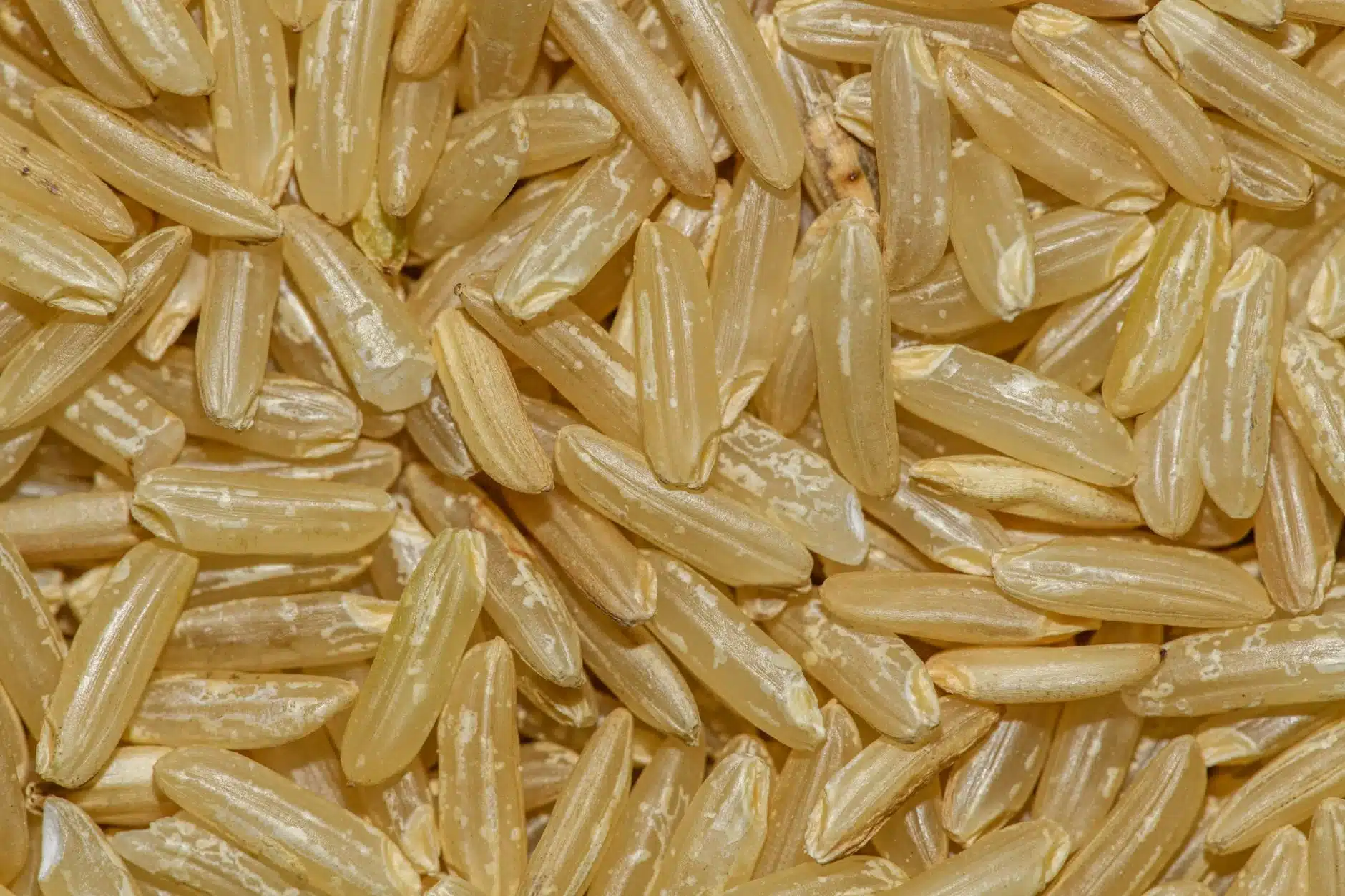 未煮的糙米穀粒微距特寫，玄米油是從稻米外層的米糠榨出來的油