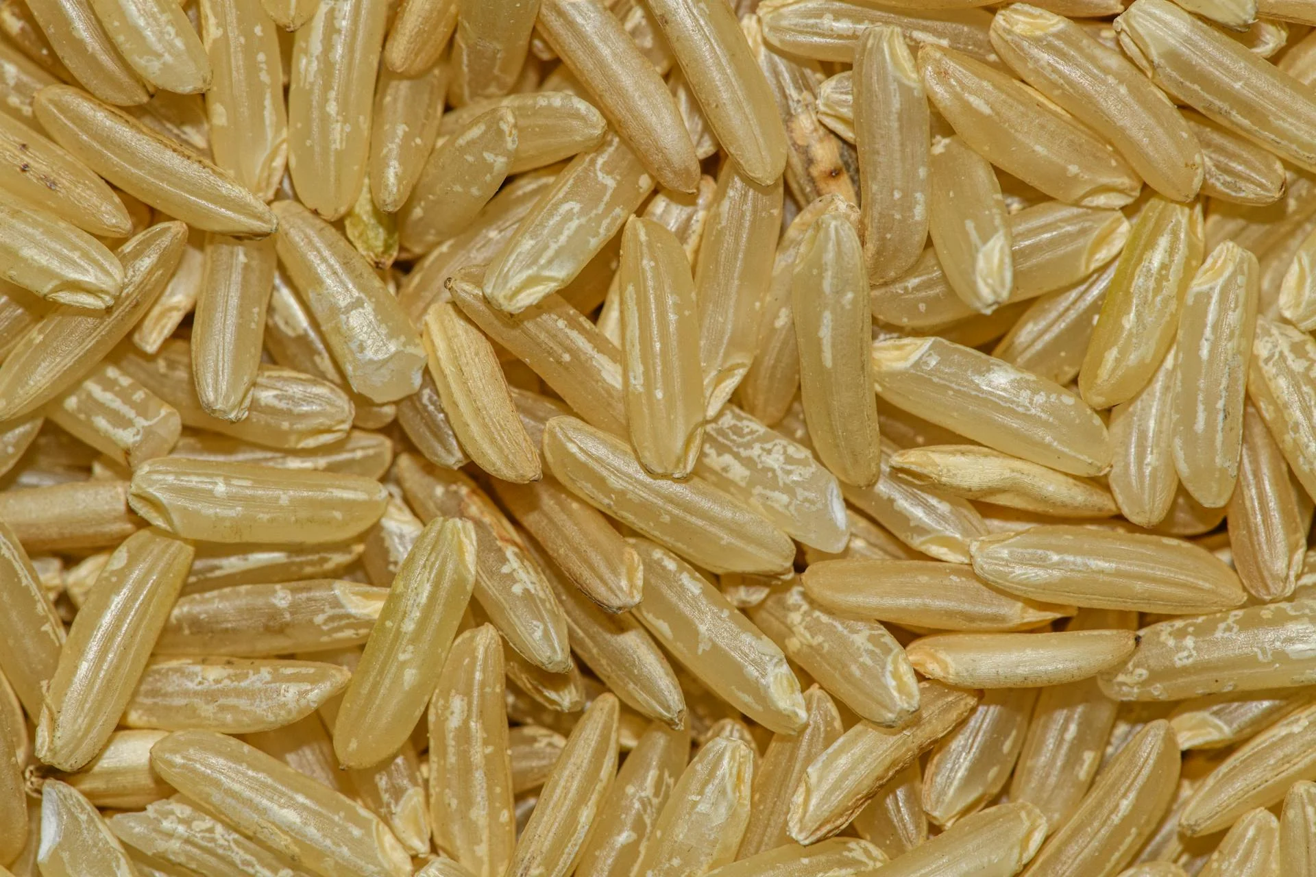 糙米粒 macro 超近拍細胞紋理，代表台中秈 10 號這類高直鏈澱粉品種的微觀本質