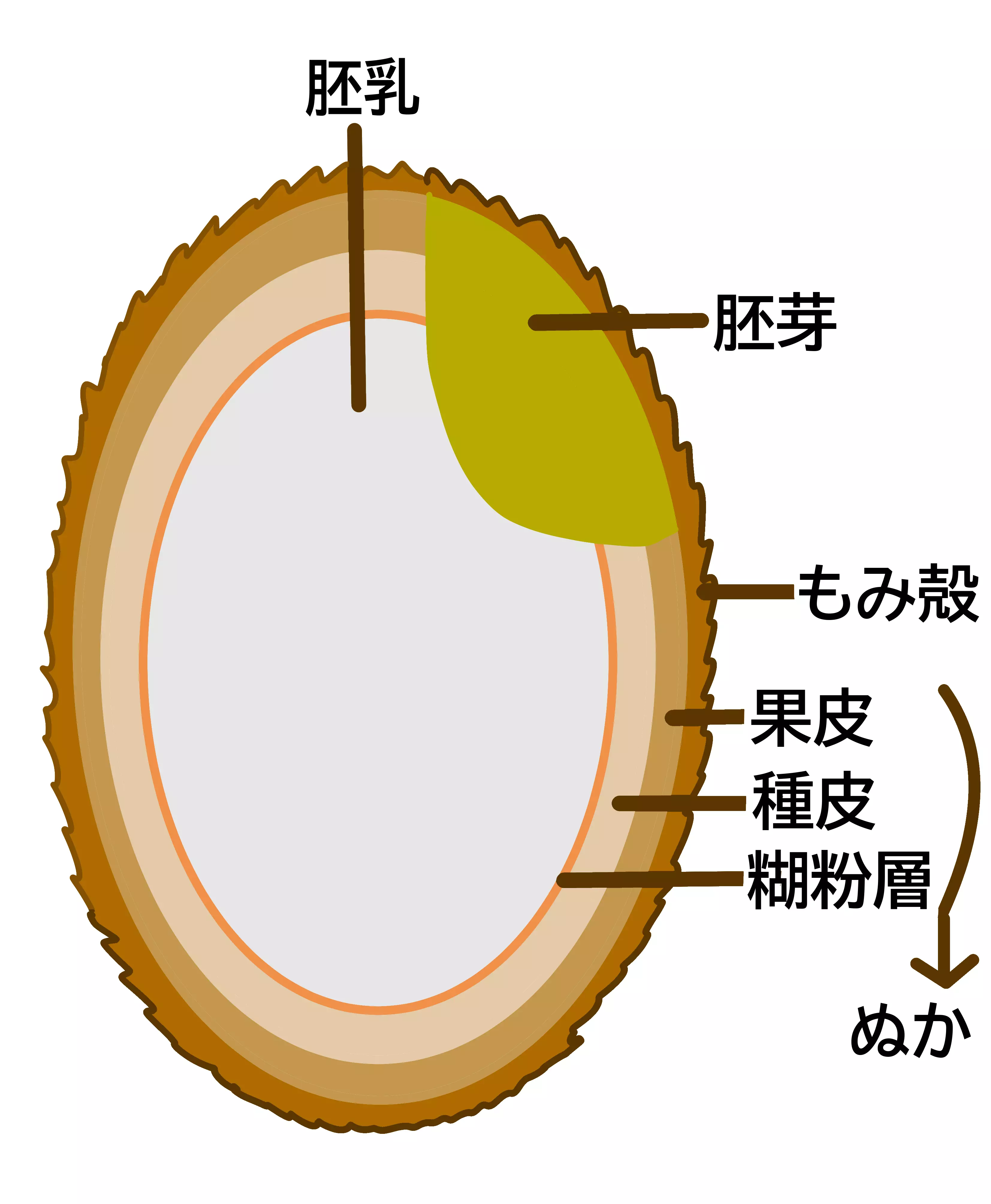 稻米米粒的剖面結構圖，標示出稻殼、果皮、種皮、糊粉層、胚乳與胚芽的位置
