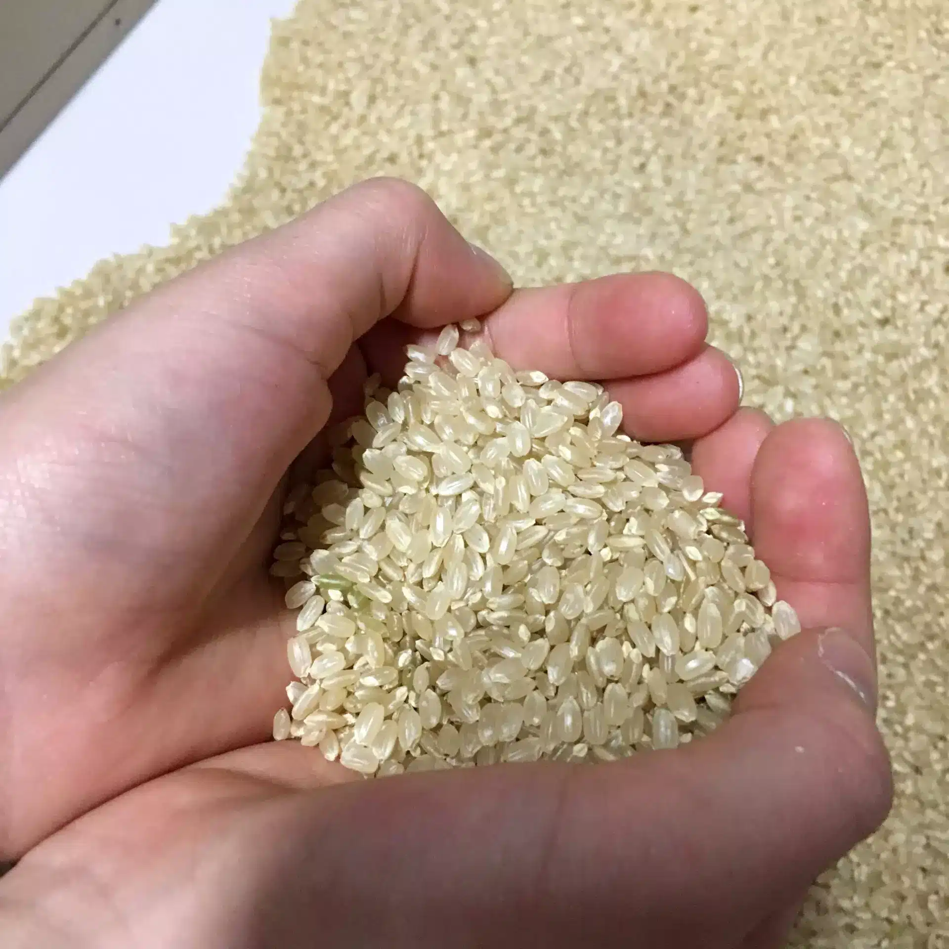 手心捧著一把生的胚芽米，可以看見米粒前端保留下來的淡黃色胚芽
