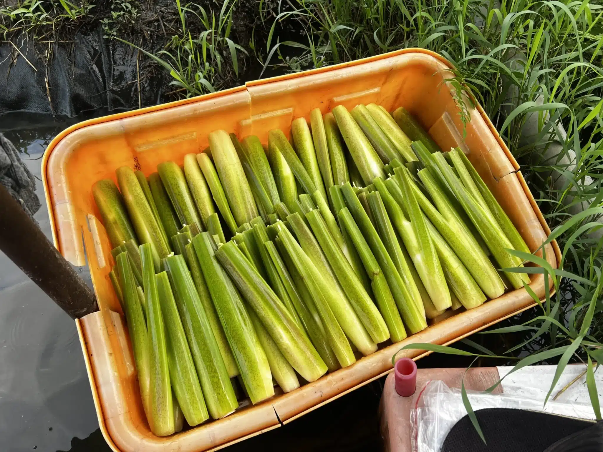 田邊橘色籃子裝滿剛採收的帶殼茭白筍