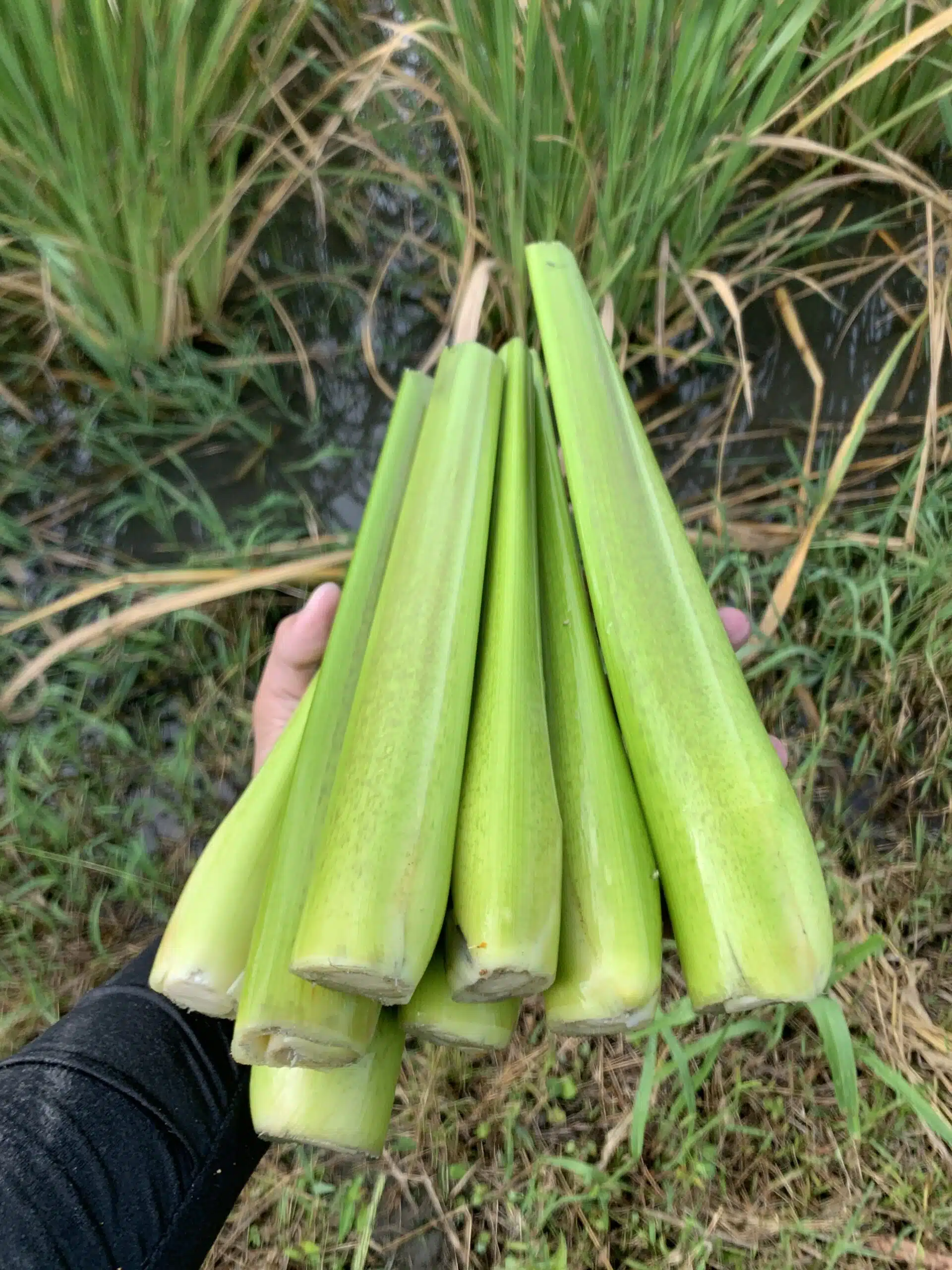 手抱一把剛採收的帶殼茭白筍，背景是茭白田
