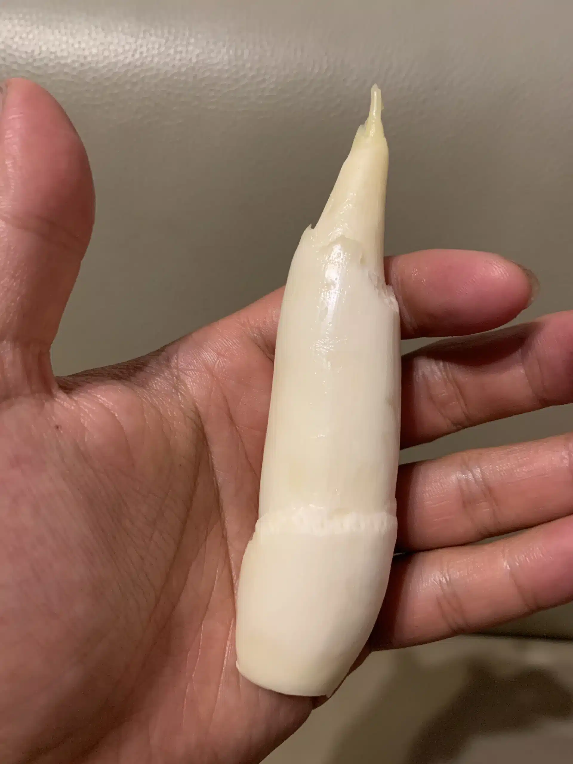 手心捧著一根去殼的白色茭白筍，這就是俗稱的美人腿