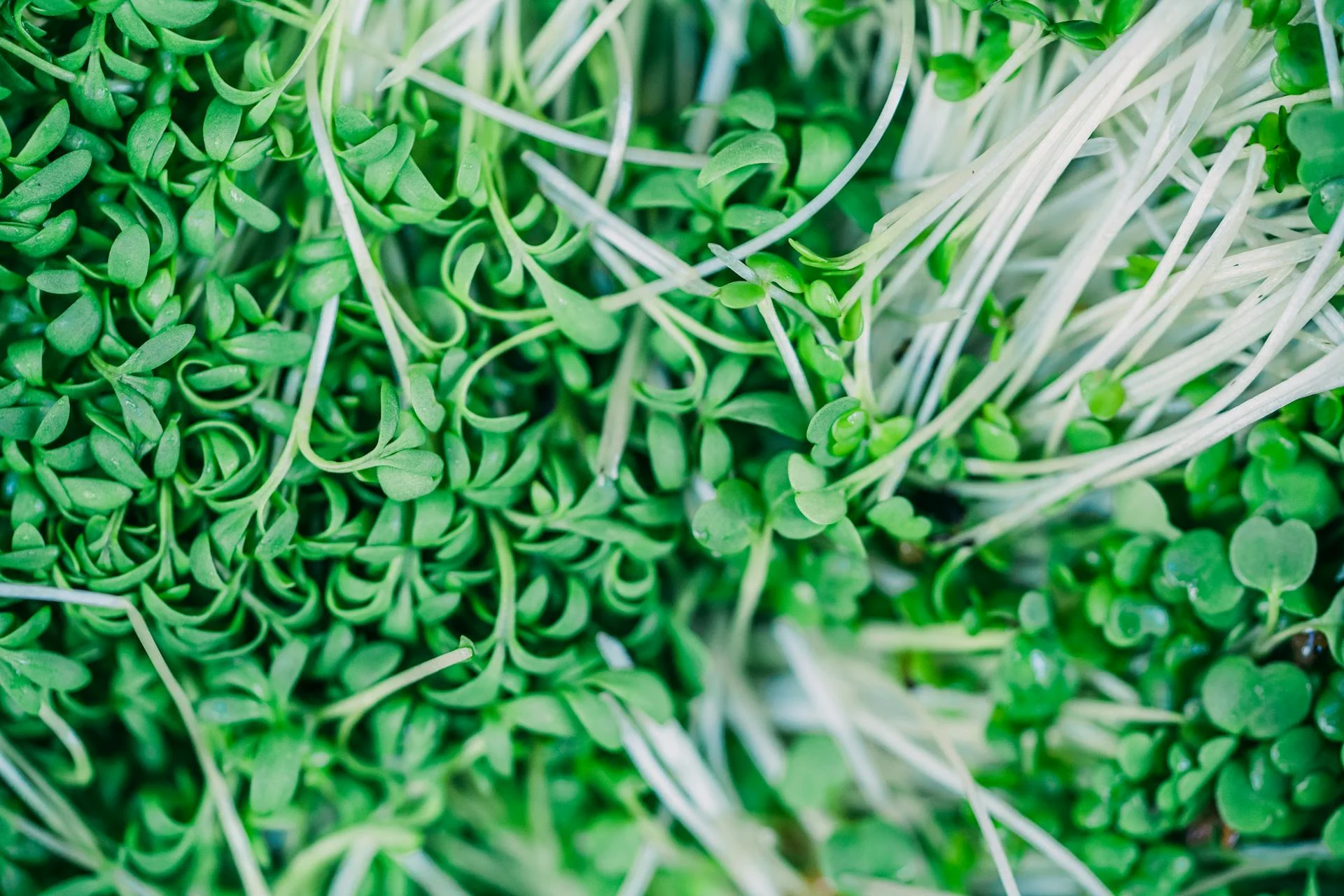 新鮮青花椰菜苗微藥菜葉片細節特寫，象徵蘿蔔硫素 Sulforaphane 濃度高的微觀視覺