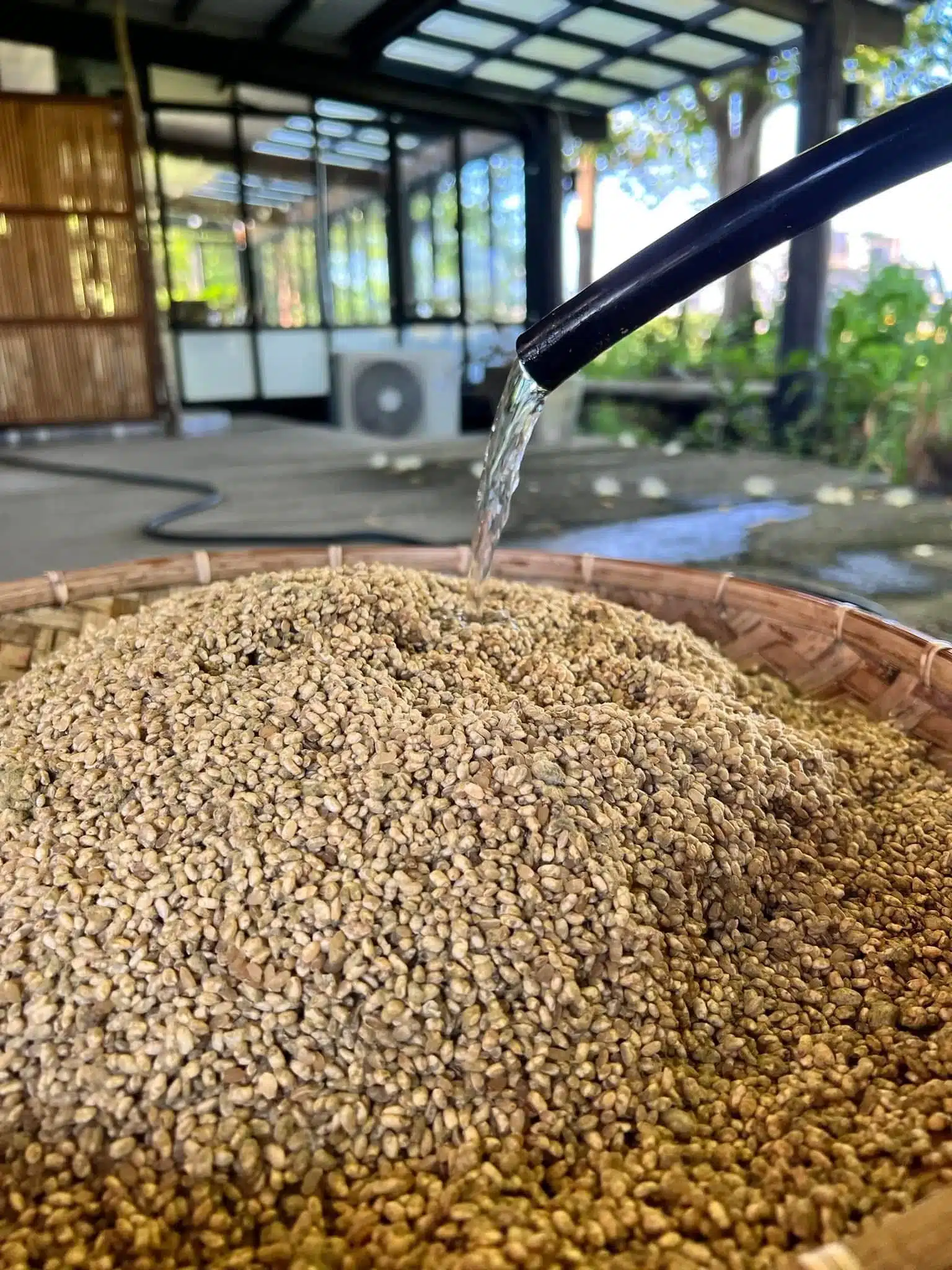 手工豆腐乳特寫，豆腐乳是黃豆經米麴發酵熟成的傳統食材
