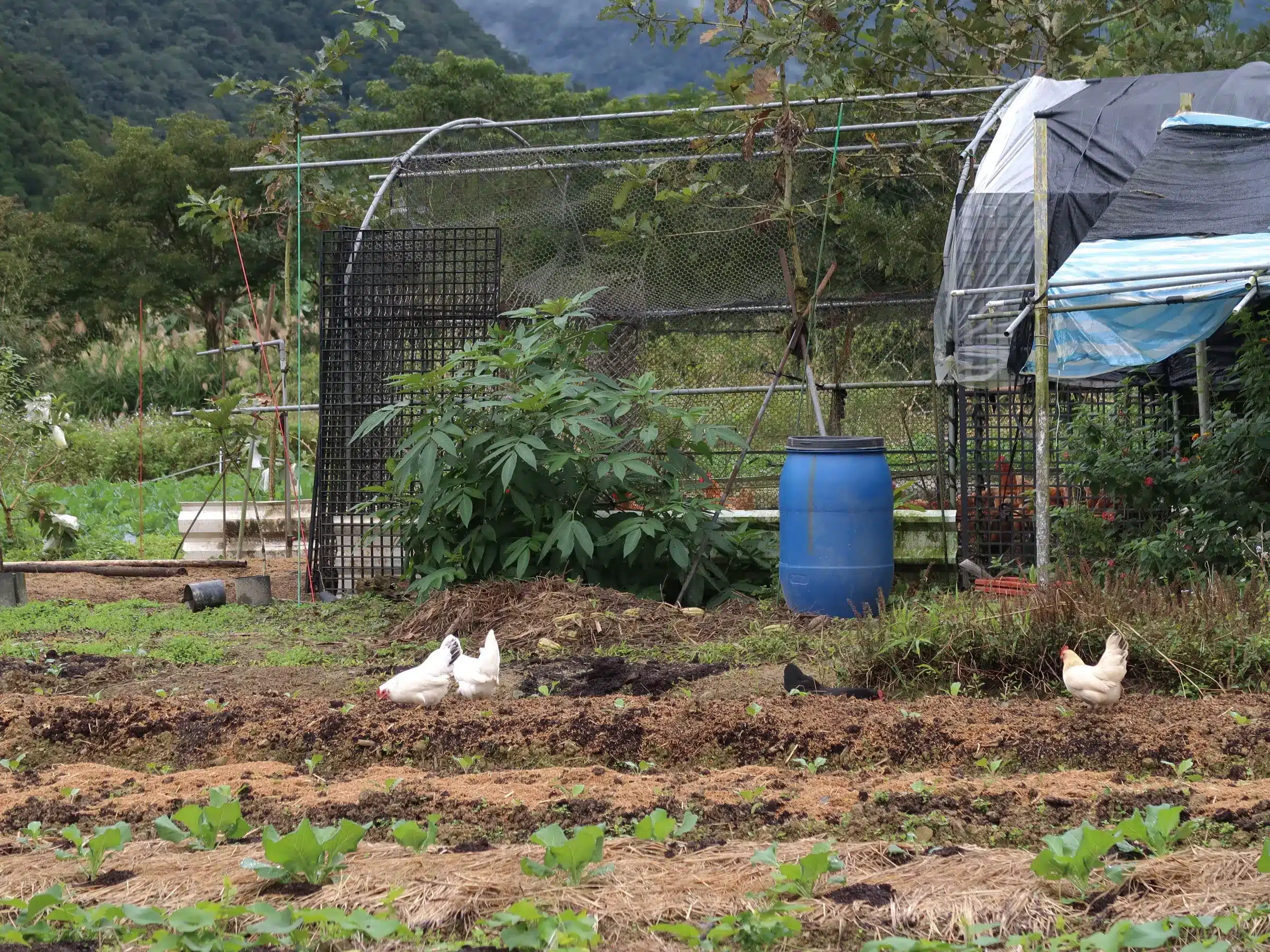 震山拜訪大哥的友善耕作田地
