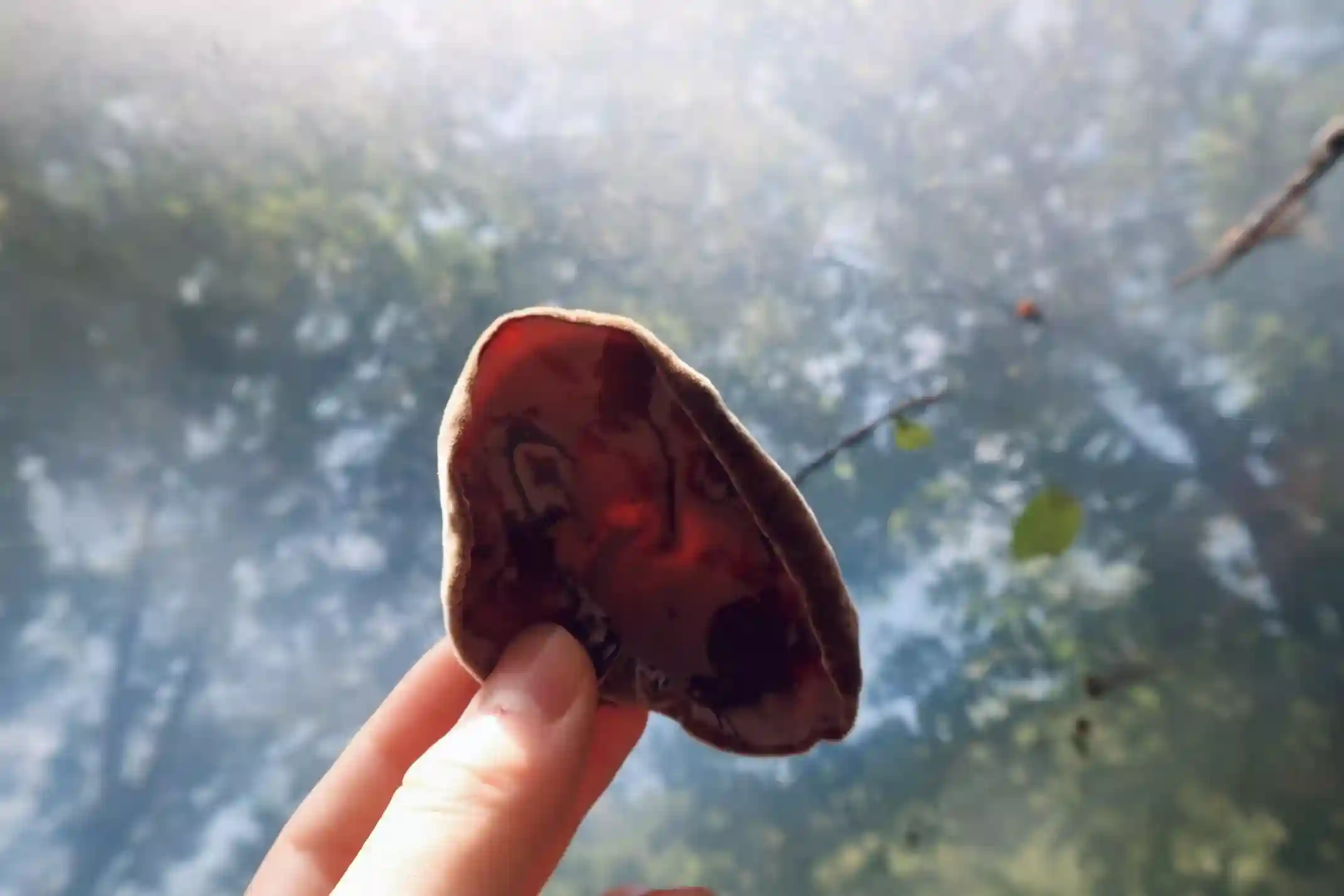 心宥的父親早年以種植段木香菇為副業