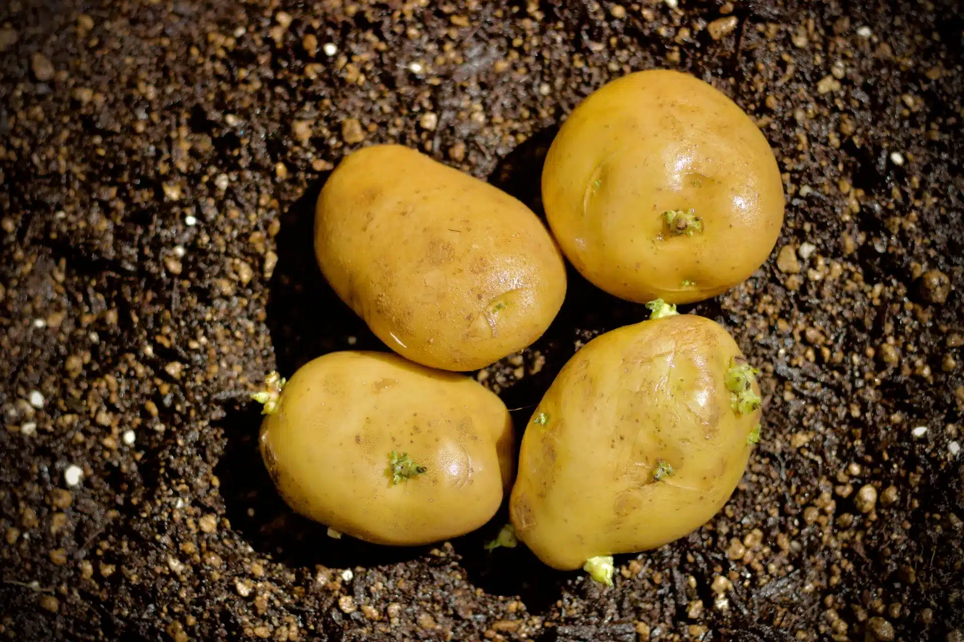 馬鈴薯發芽還能吃嗎？50 毫克就可能中毒！3大保存關鍵｜勝美市集