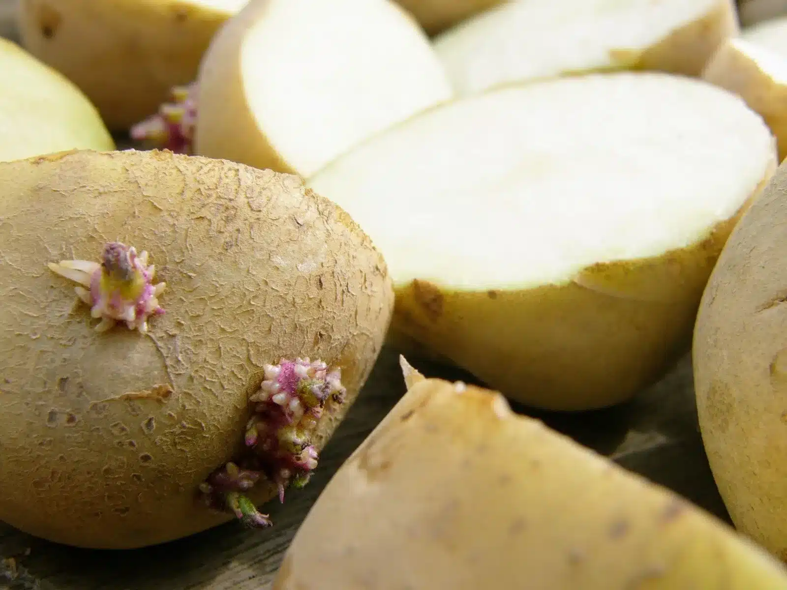 馬鈴薯發芽還能吃嗎？50 毫克就可能中毒！3大保存關鍵｜勝美市集