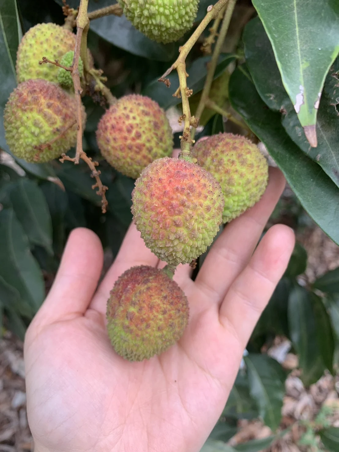高雄大樹手捧頂級老叢玉荷包鮮果