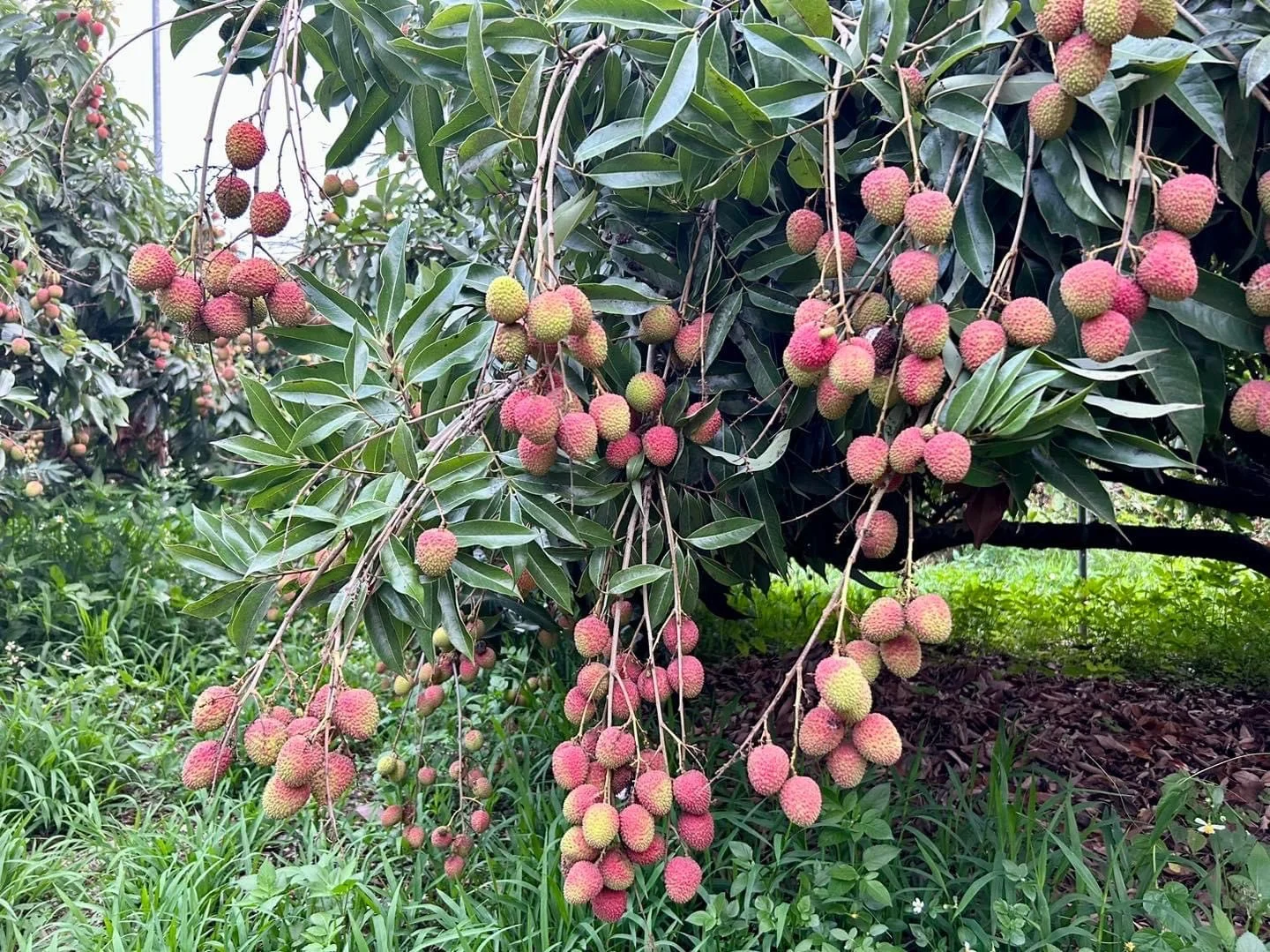 高雄大樹玉荷包果園遠景