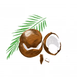 椰子油