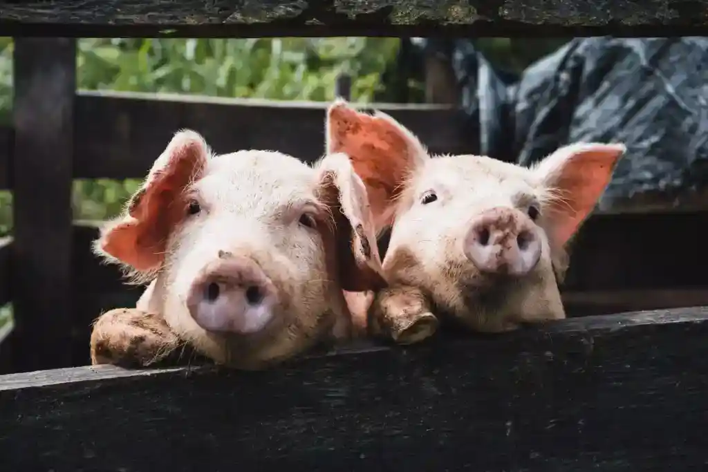 瘦肉精
