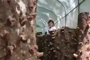 馬告有機農場