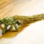 踏挖挖｜手工草編祝龜