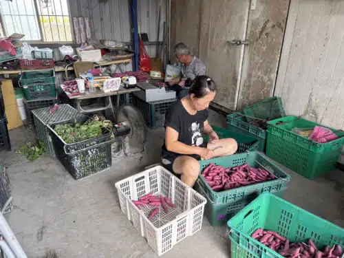 文晴有機農場｜紫心地瓜：圖片 7