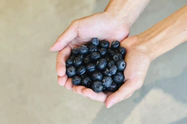 【預購】台灣新鮮藍莓