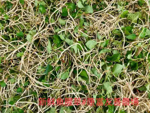 康富農場｜魚腥草醋：圖片 2
