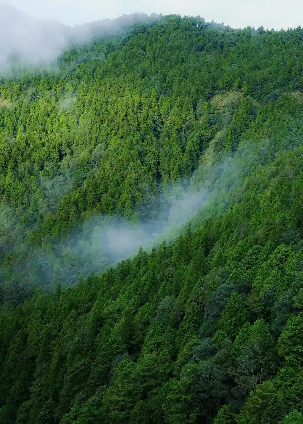雲霧繚繞的森林山坡,呼應見晴溫暖泰然的香調