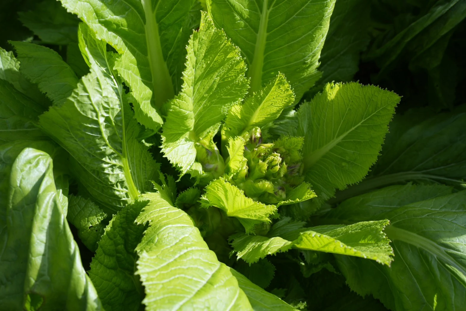 【季節限定】高山翡翠娃娃菜:圖片 3